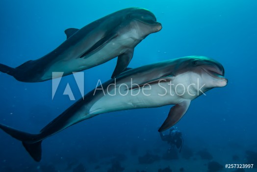 Picture of Dolphins swimming in the Red Sea Eilat Israel 